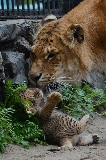Ligress shows her cubs to visitors in Novosibirsk Zoo