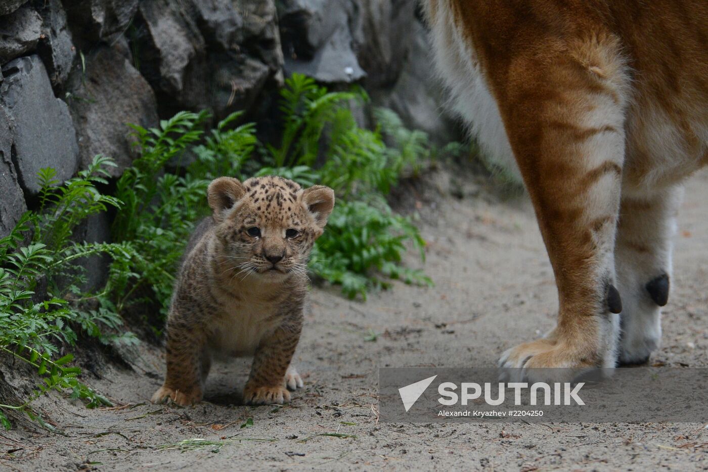 Ligress shows her cubs to visitors in Novosibirsk Zoo