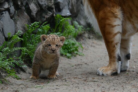 Ligress shows her cubs to visitors in Novosibirsk Zoo
