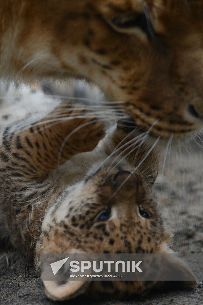 Ligress shows her cubs to visitors in Novosibirsk Zoo