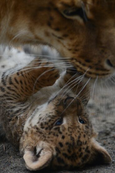 Ligress shows her cubs to visitors in Novosibirsk Zoo