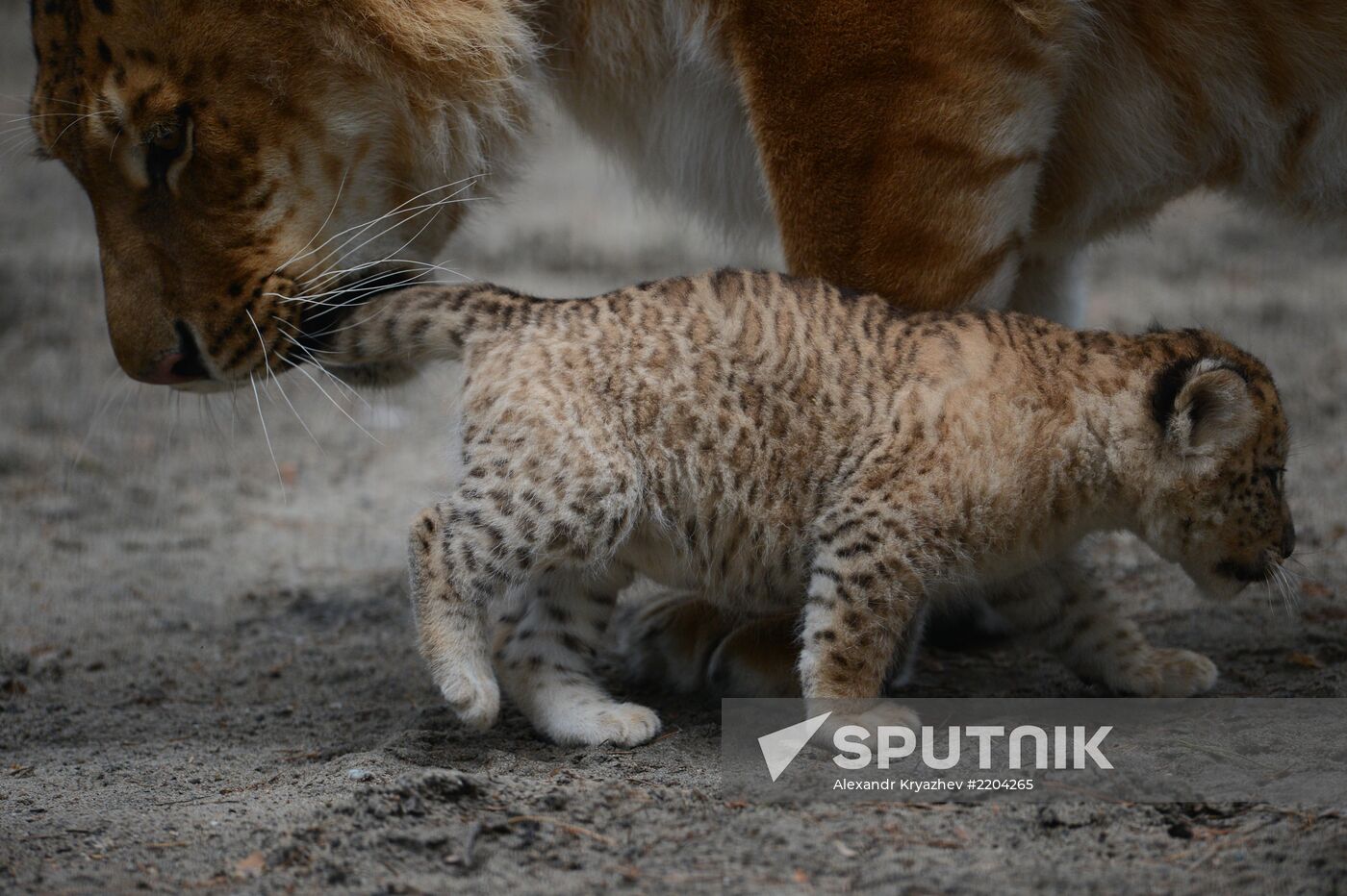 Ligress shows her cubs to visitors in Novosibirsk Zoo