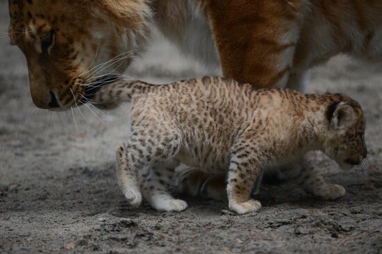 Ligress shows her cubs to visitors in Novosibirsk Zoo