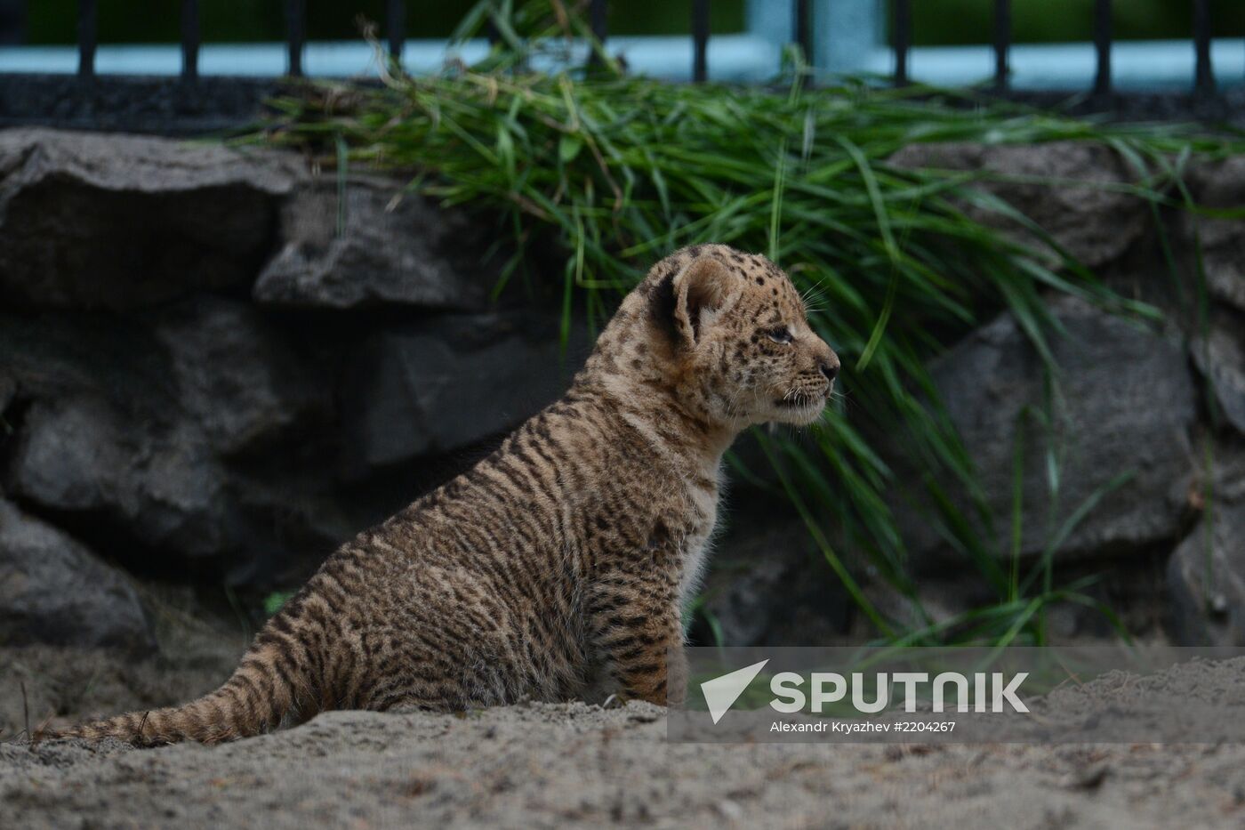 Ligress shows her cubs to visitors in Novosibirsk Zoo
