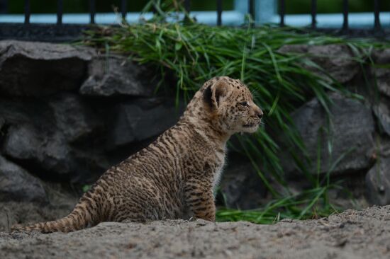 Ligress shows her cubs to visitors in Novosibirsk Zoo