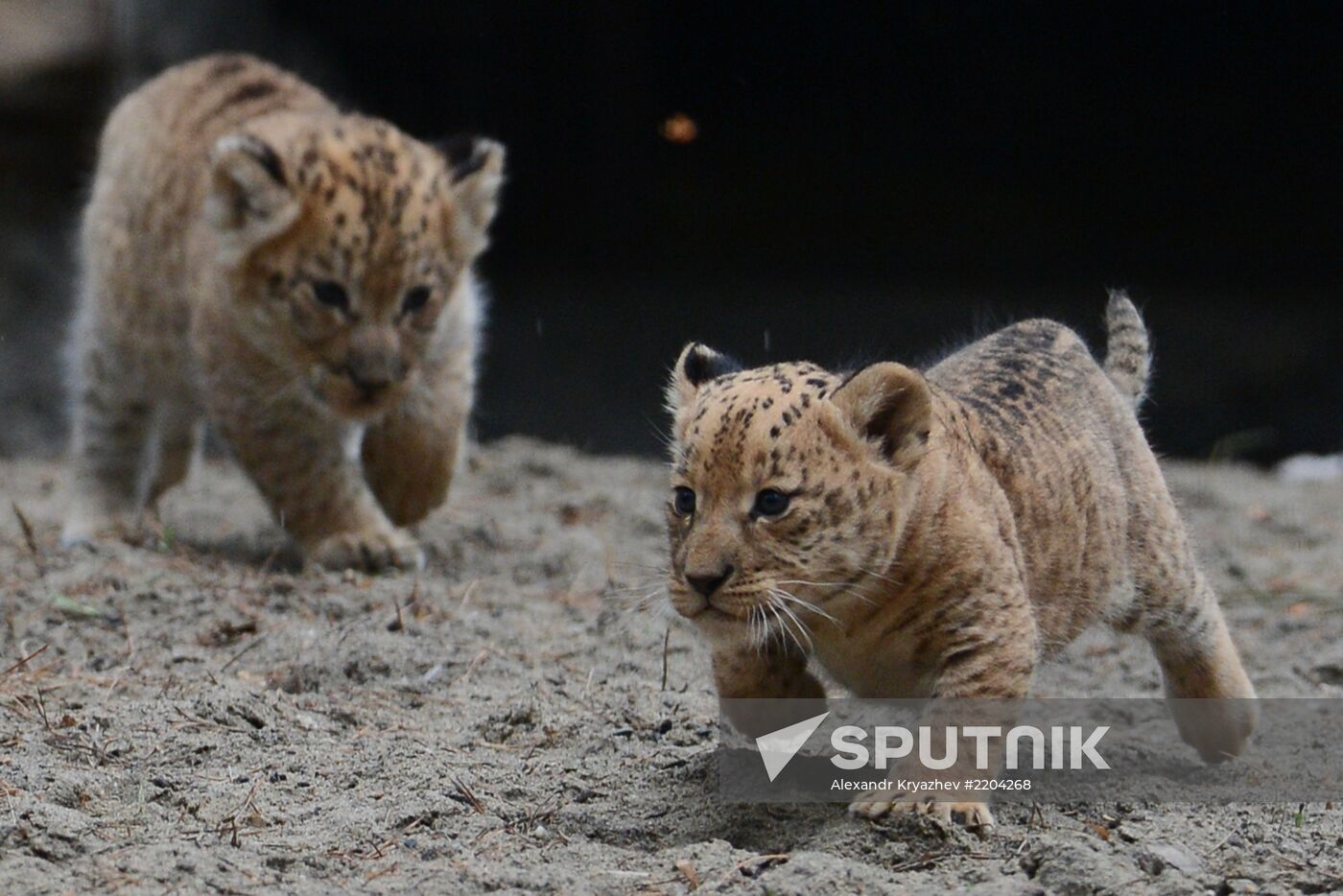 Ligress shows her cubs to visitors in Novosibirsk Zoo