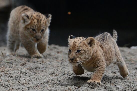 Ligress shows her cubs to visitors in Novosibirsk Zoo