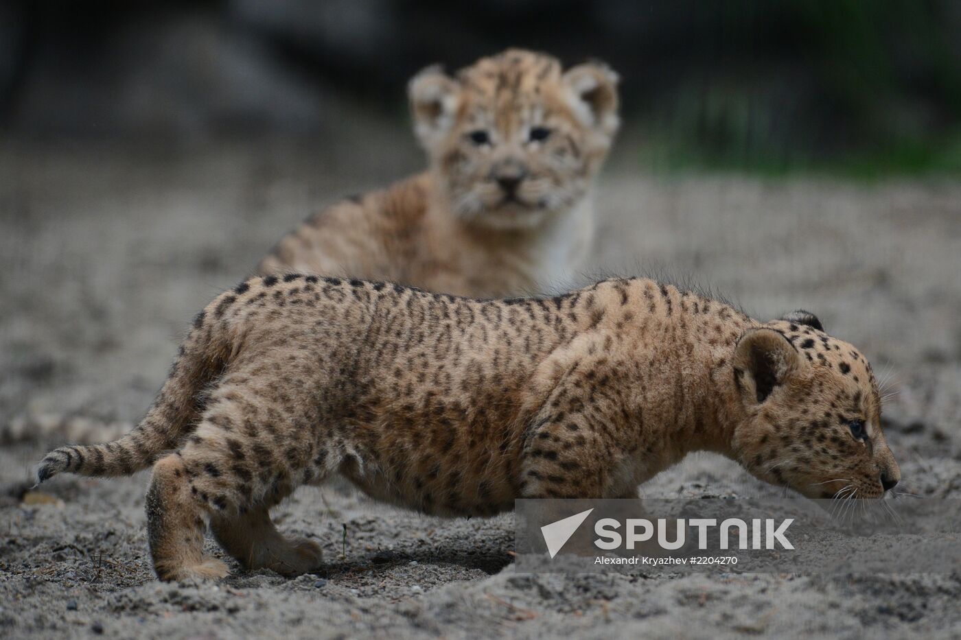 Ligress shows her cubs to visitors in Novosibirsk Zoo