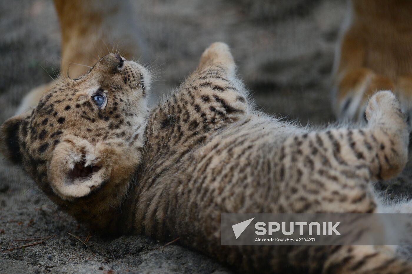 Ligress shows her cubs to visitors in Novosibirsk Zoo