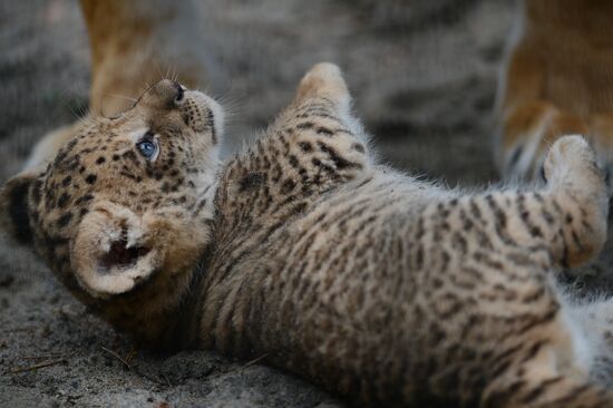 Ligress shows her cubs to visitors in Novosibirsk Zoo