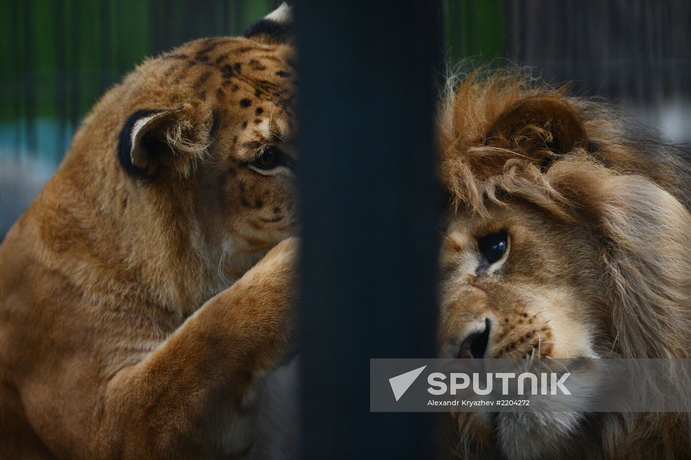 Ligress shows her cubs to visitors in Novosibirsk Zoo