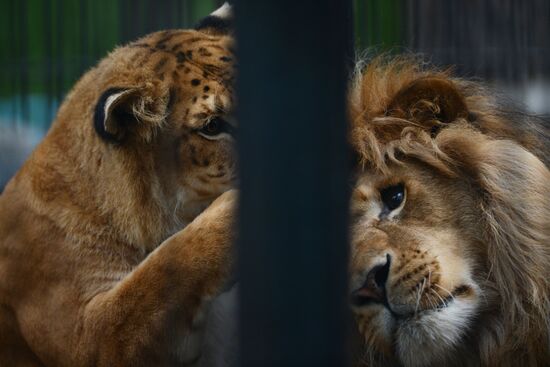 Ligress shows her cubs to visitors in Novosibirsk Zoo