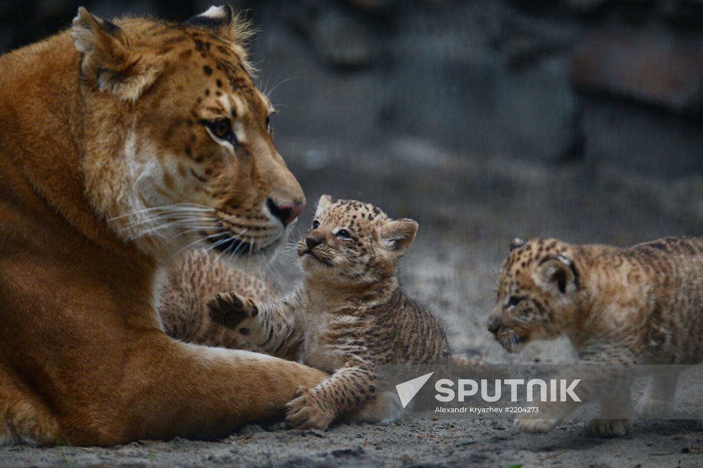 Ligress shows her cubs to visitors in Novosibirsk Zoo