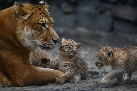 Ligress shows her cubs to visitors in Novosibirsk Zoo