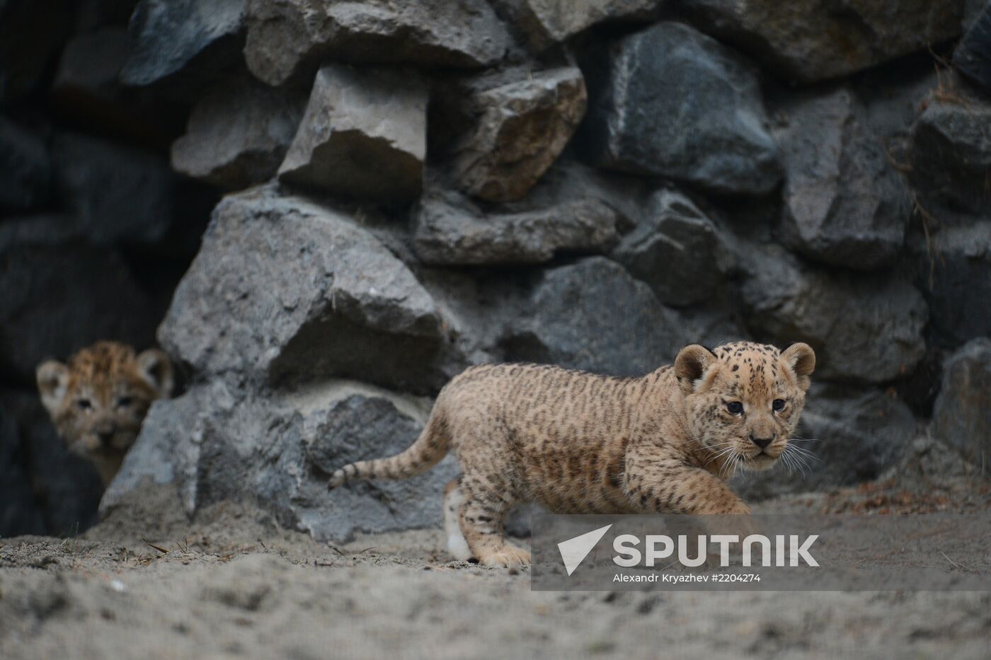 Ligress shows her cubs to visitors in Novosibirsk Zoo