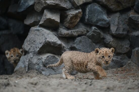 Ligress shows her cubs to visitors in Novosibirsk Zoo