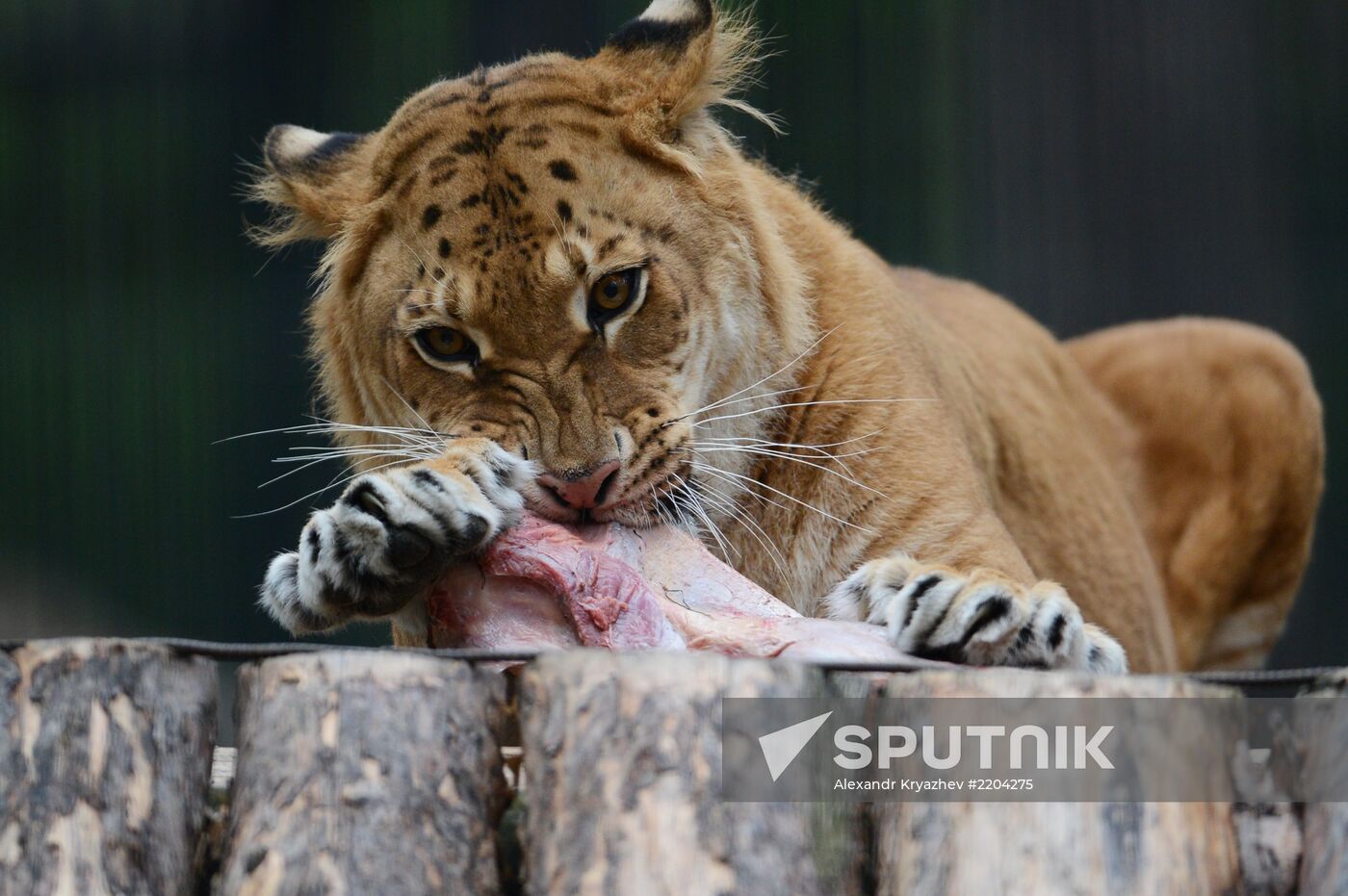 Ligress shows her cubs to visitors in Novosibirsk Zoo