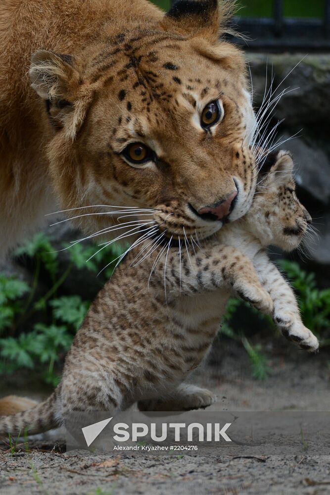 Ligress shows her cubs to visitors in Novosibirsk Zoo