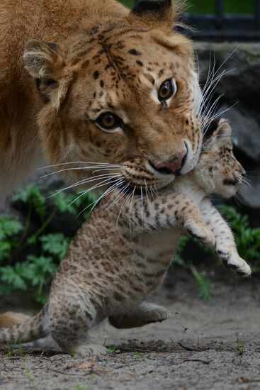 Ligress shows her cubs to visitors in Novosibirsk Zoo