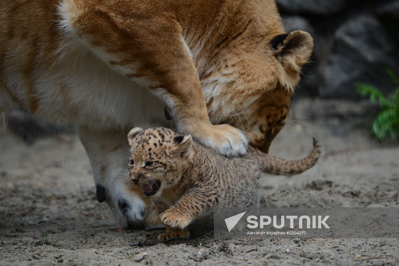 Ligress shows her cubs to visitors in Novosibirsk Zoo