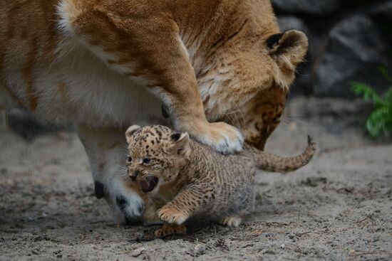 Ligress shows her cubs to visitors in Novosibirsk Zoo