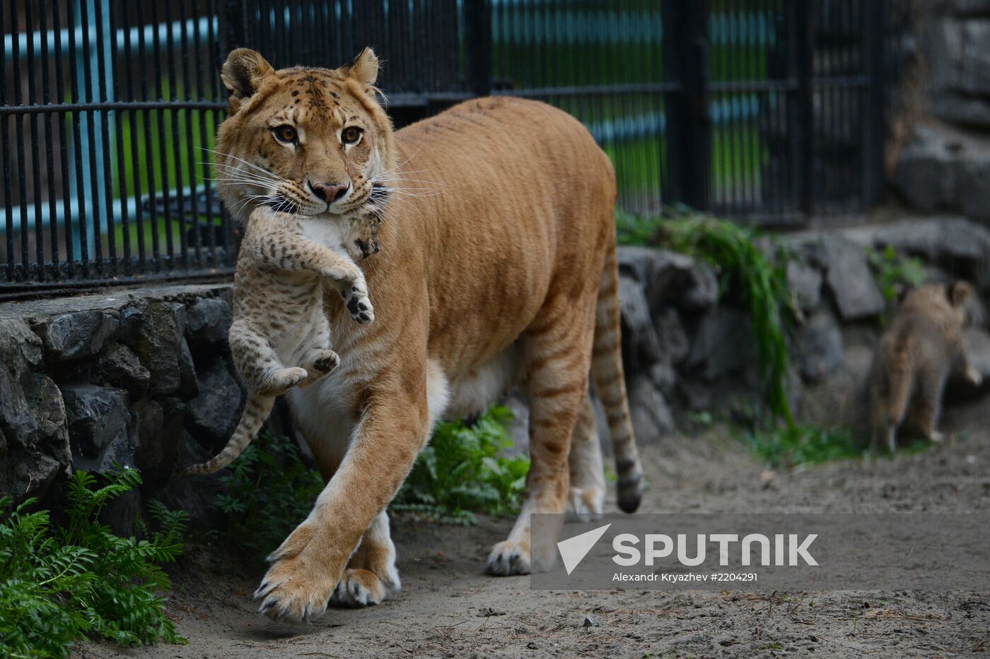 Ligress shows her cubs to visitors in Novosibirsk Zoo