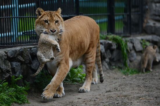 Ligress shows her cubs to visitors in Novosibirsk Zoo
