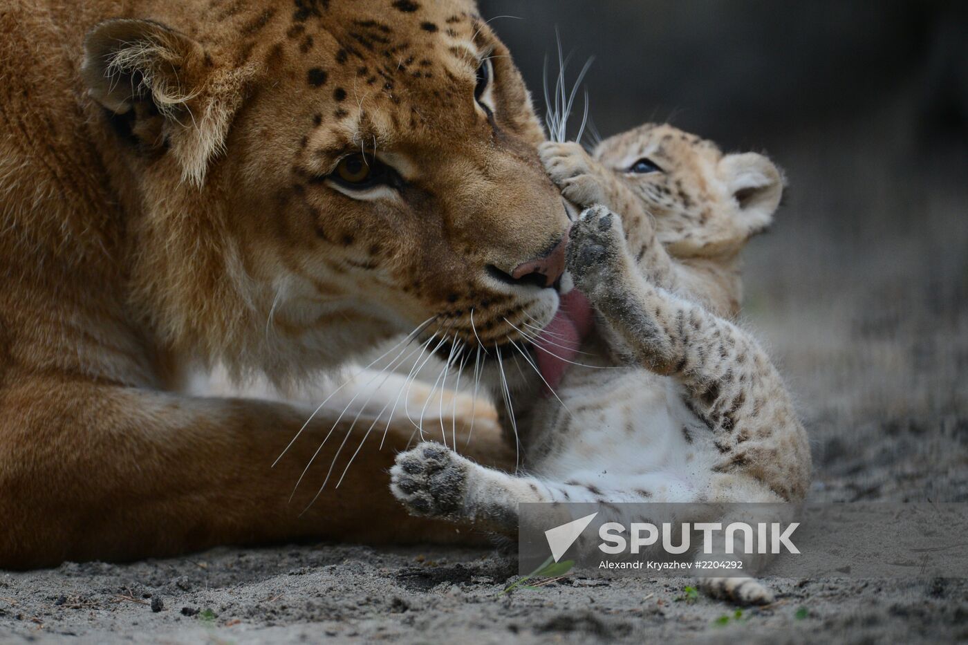 Ligress shows her cubs to visitors in Novosibirsk Zoo