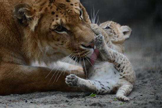 Ligress shows her cubs to visitors in Novosibirsk Zoo