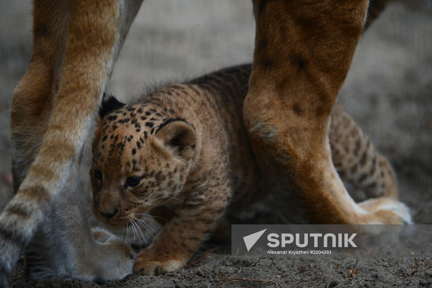 Ligress shows her cubs to visitors in Novosibirsk Zoo
