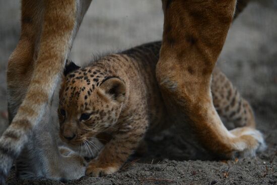 Ligress shows her cubs to visitors in Novosibirsk Zoo