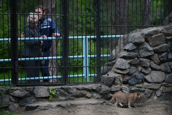 Ligress shows her cubs to visitors in Novosibirsk Zoo