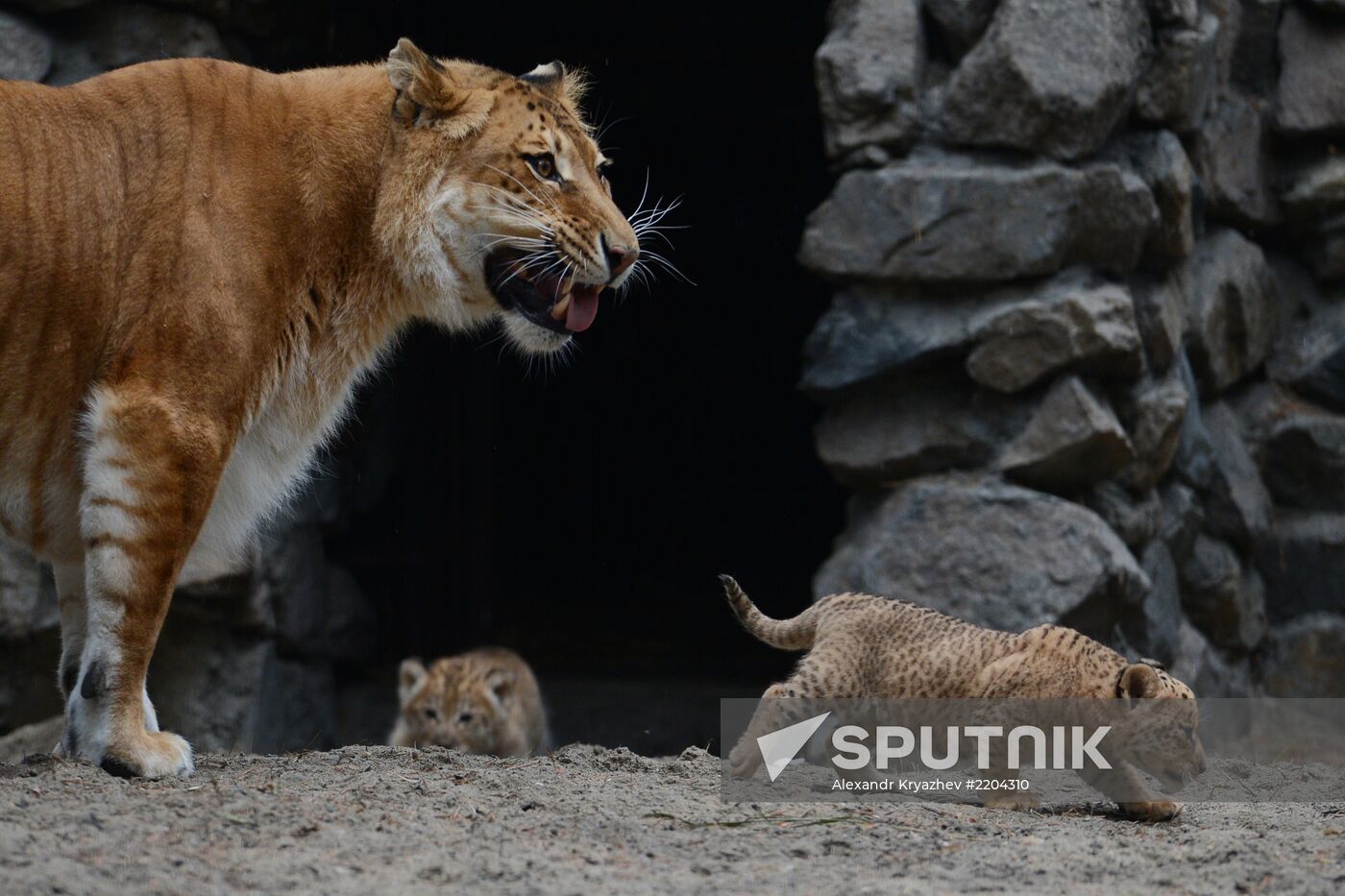 Ligress shows her cubs to visitors in Novosibirsk Zoo