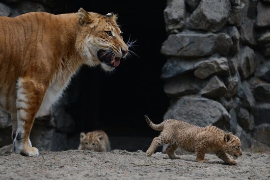 Ligress shows her cubs to visitors in Novosibirsk Zoo