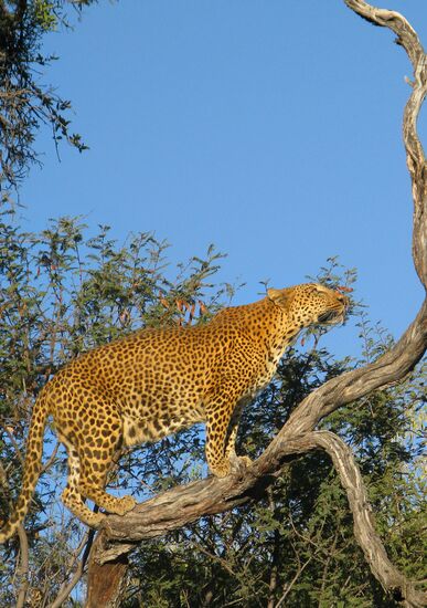 Leopard
