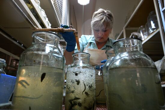 International Medical Leech Centre in Ramensky District