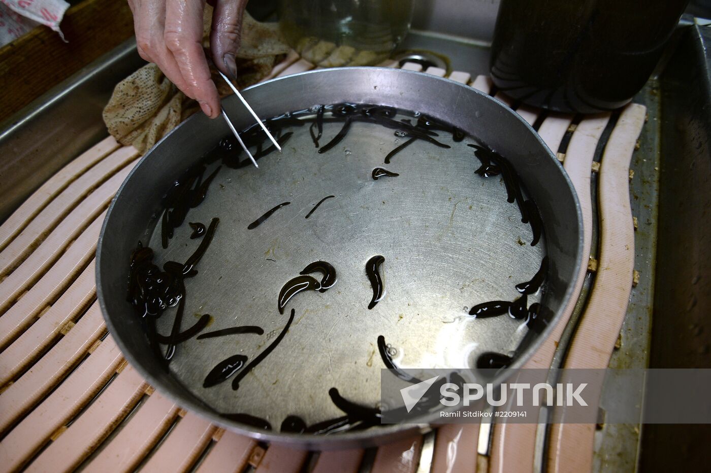 International Medical Leech Centre in Ramensky District