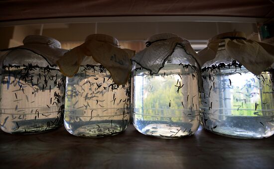 International Medical Leech Centre in Ramensky District