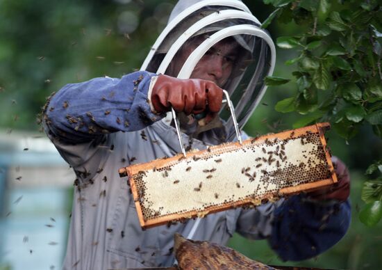 Private apiary in Ryazan Region