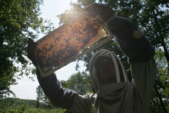 Private apiary in Ryazan Region