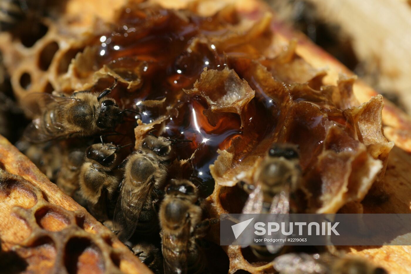 Private apiary in Ryazan Region