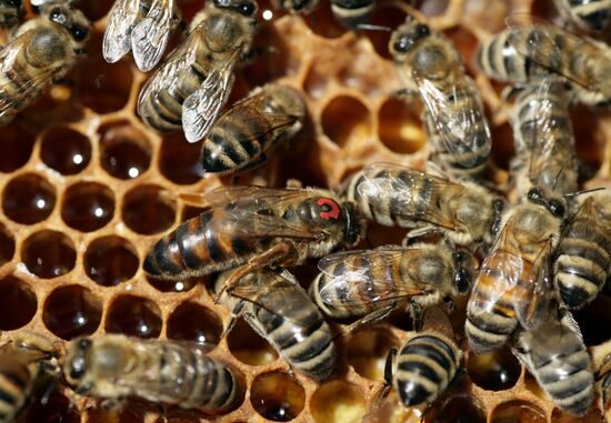 Private apiary in Ryazan Region