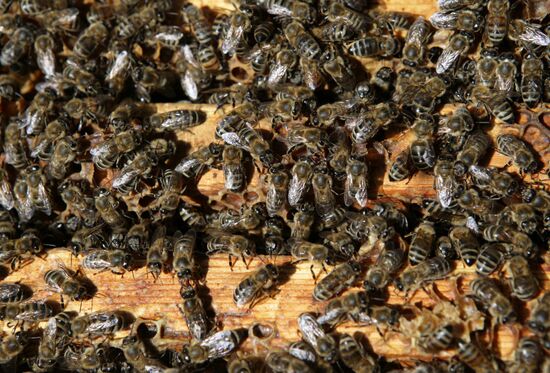 Private apiary in Ryazan Region