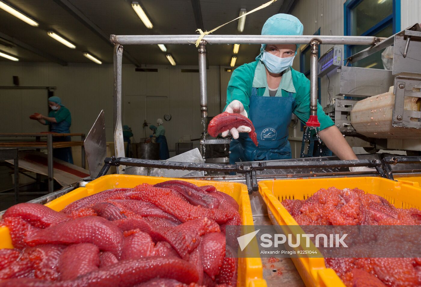 Production of caviar at a fishing collective farm on Kamchatka