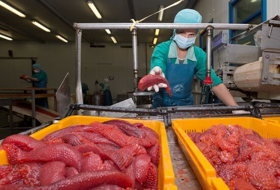 Production of caviar at a fishing collective farm on Kamchatka