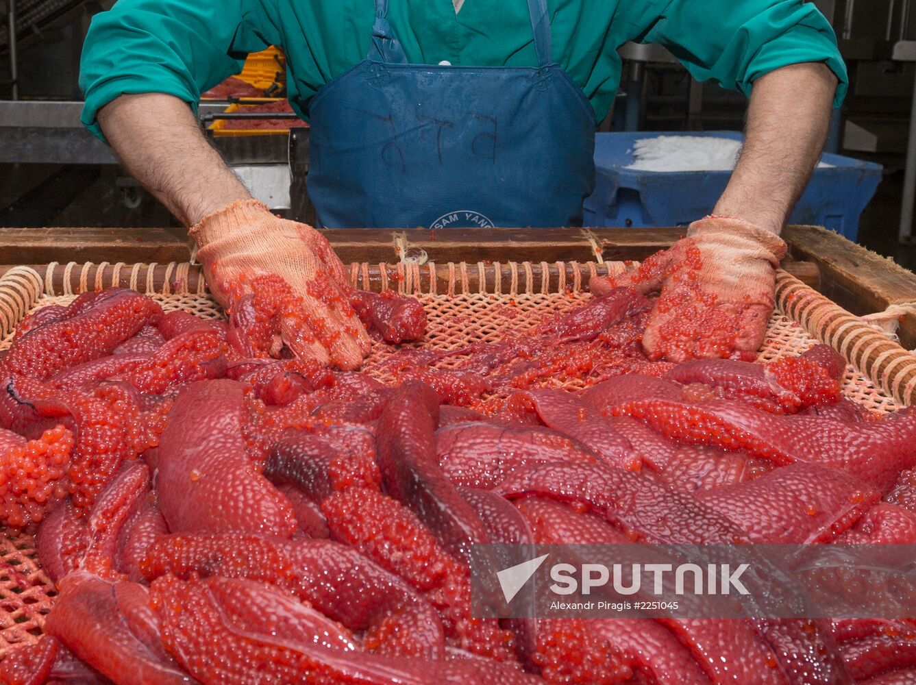 Production of caviar at a fishing collective farm on Kamchatka