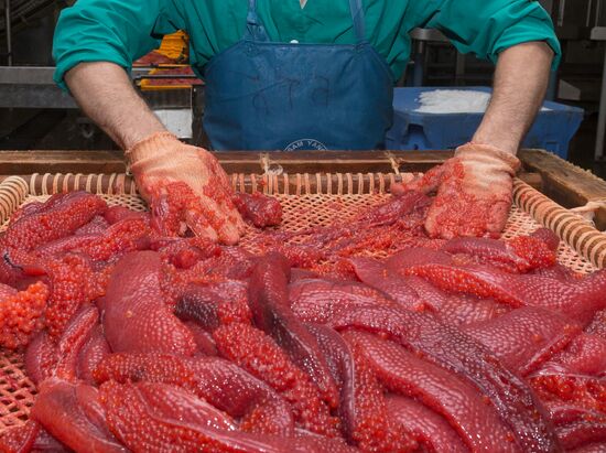 Production of caviar at a fishing collective farm on Kamchatka