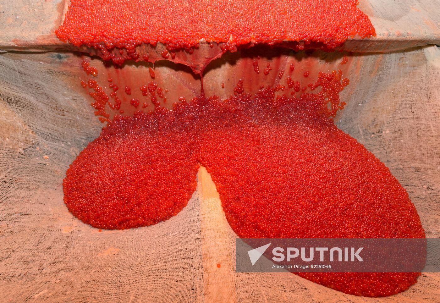 Production of caviar at a fishing collective farm on Kamchatka