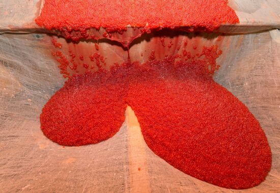 Production of caviar at a fishing collective farm on Kamchatka