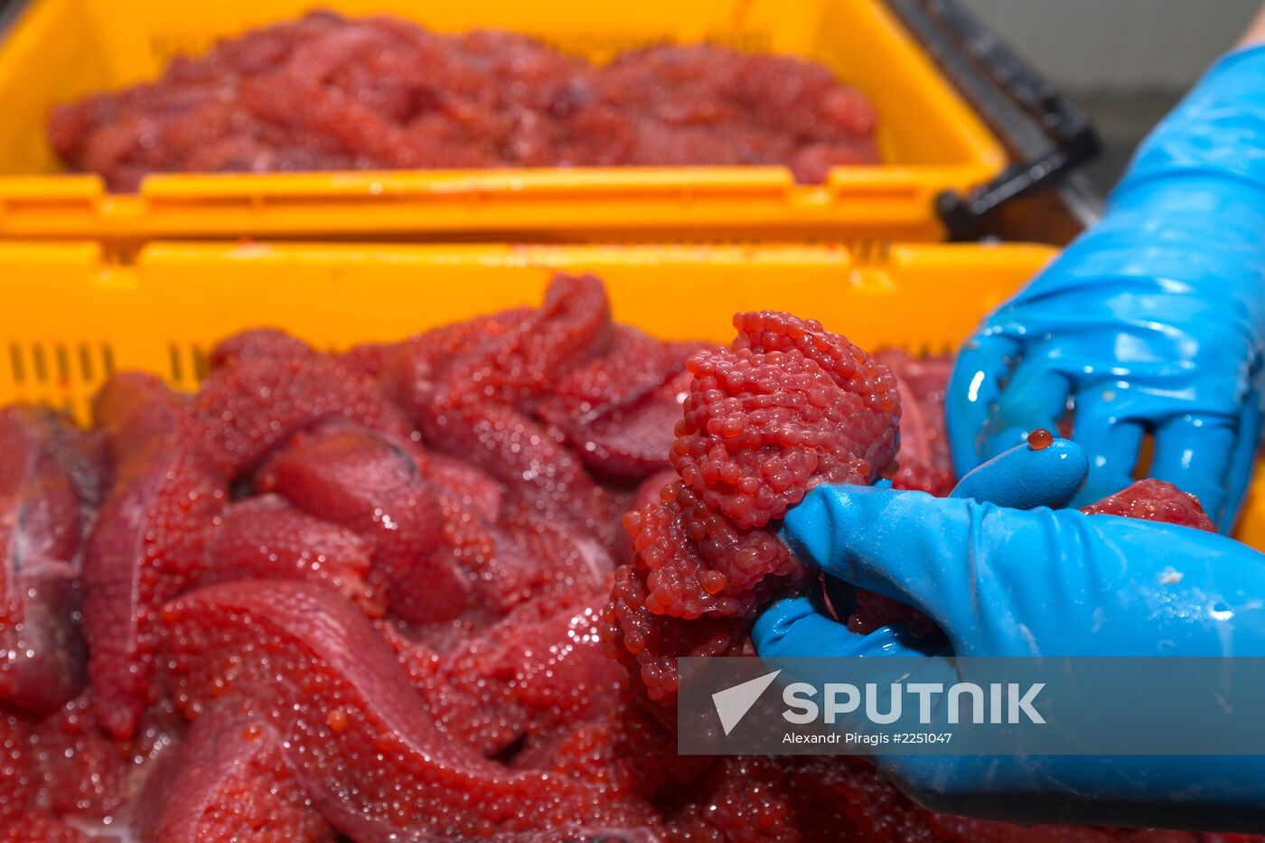 Production of caviar at a fishing collective farm on Kamchatka